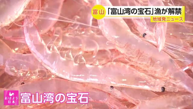 Season opens for Toyama Bay specialty