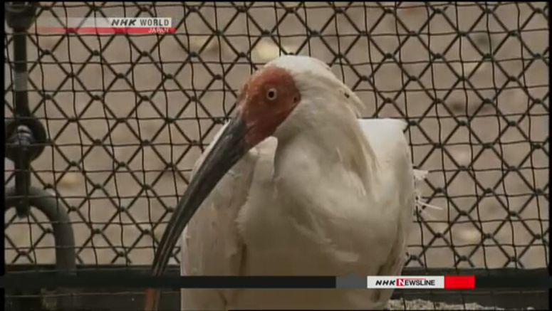 Environment ministry to look for more areas to reintroduce endangered birds