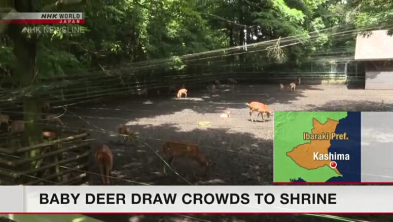 Baby deer born at Kashima Shrine delight visitors