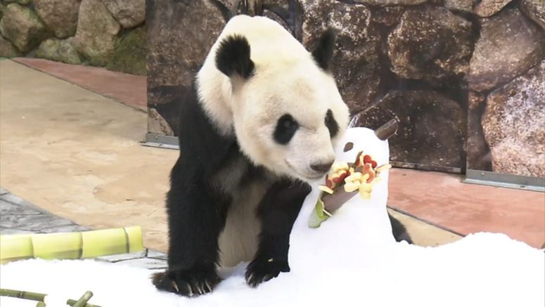 Panda in Japan gets Father's Day gifts