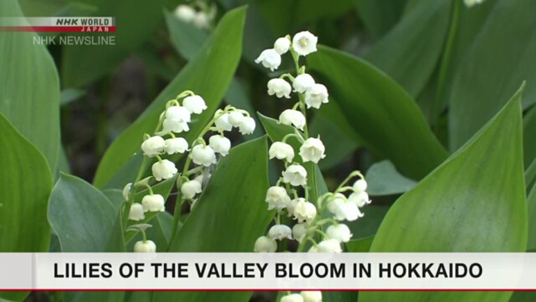 Lilies of the valley in full bloom in Hokkaido