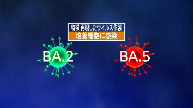 Study suggests BA.5 Omicron subvariant is more pathogenic