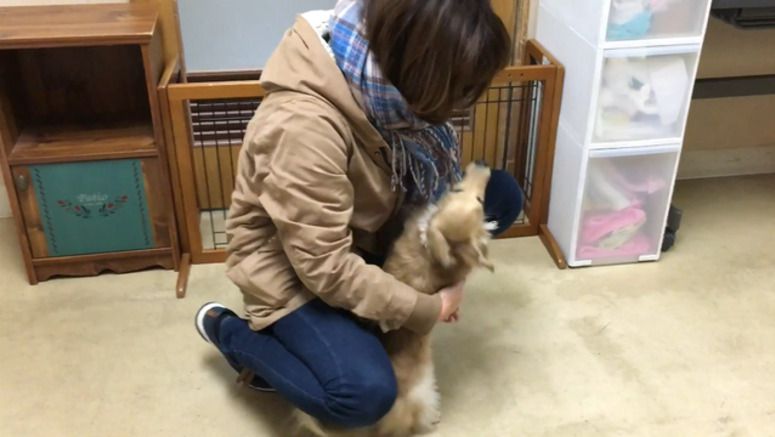 Dogs shed more tears over owners than strangers