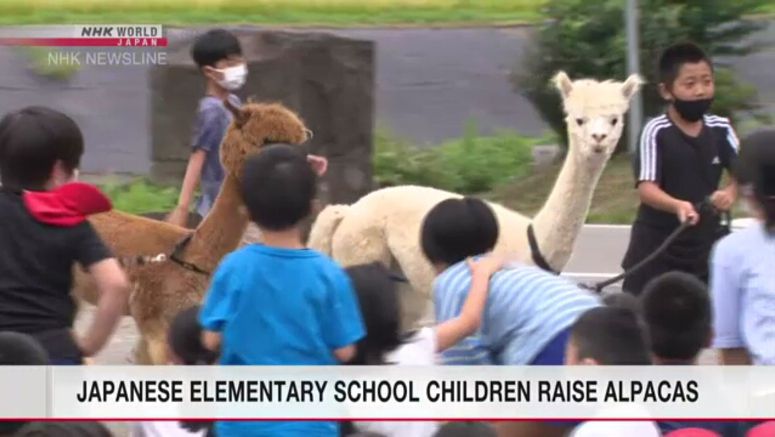 School children in Niigata Pref. take care of alpacas