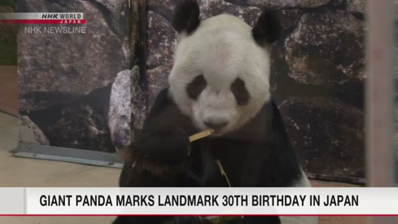 Giant panda marks landmark 30th birthday in Japan