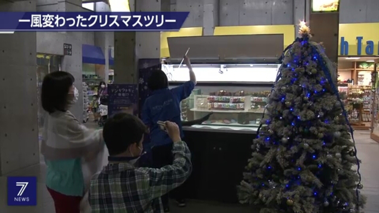 Electric eel lights up Christmas tree in central Japan
