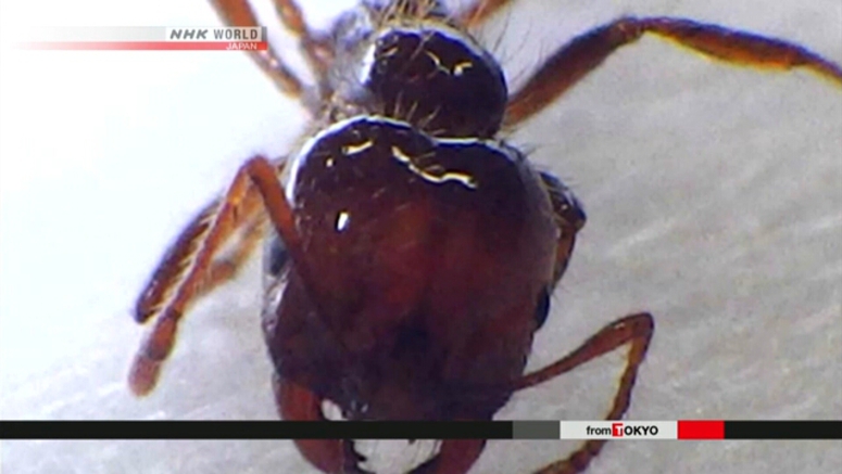 Japan to designate fire ants as an alien species that requires urgent action