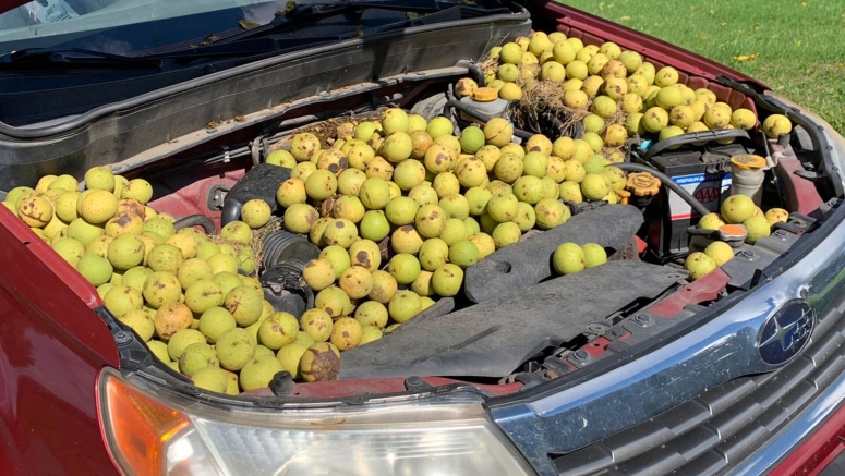 A Squirrel Somehow Managed To Hide 558 Walnuts In This Subaru Forester